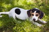 Freya the Beagle/Chi Puppy