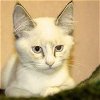 Jan the Siamese Brady Bunch Kitten