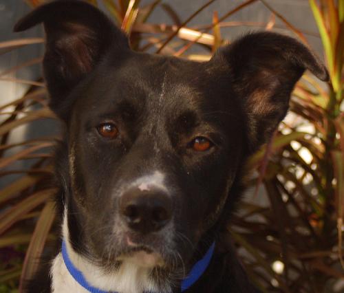 Luke the Border Collie