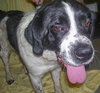 Rico the Mellow Saint Bernard