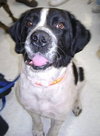 Rico the Mellow Saint Bernard