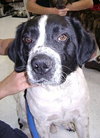 Rico the Mellow Saint Bernard