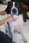 Rico the Mellow Saint Bernard