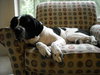 Rico the Mellow Saint Bernard