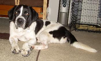 Rico the Mellow Saint Bernard