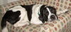 Rico the Mellow Saint Bernard