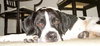 Rico the Mellow Saint Bernard