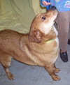 Alex the Retriever Shepard
