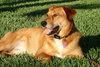 Alex the Retriever Shepard