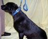 Shiloh the Lab