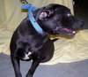 Shiloh the Lab