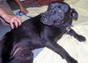 Shiloh the Lab