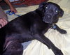 Shiloh the Lab