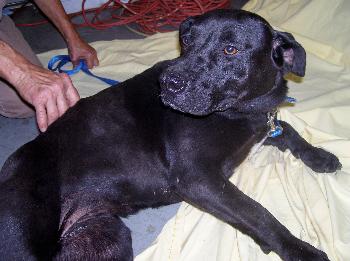 Shiloh the Lab