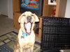 RC the Lab