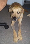 RC the Lab