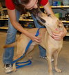 RC the Lab