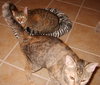 Louise the Brown Tabby