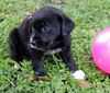 Vulcan the Lab Puppy