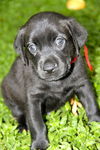 Ace the Clever Lab Puppy