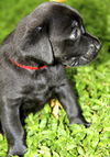 Ace the Clever Lab Puppy