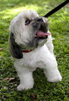 Sebastian the Shih Tzu