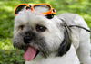 Sebastian the Shih Tzu