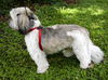 Sebastian the Shih Tzu
