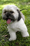Sebastian the Shih Tzu