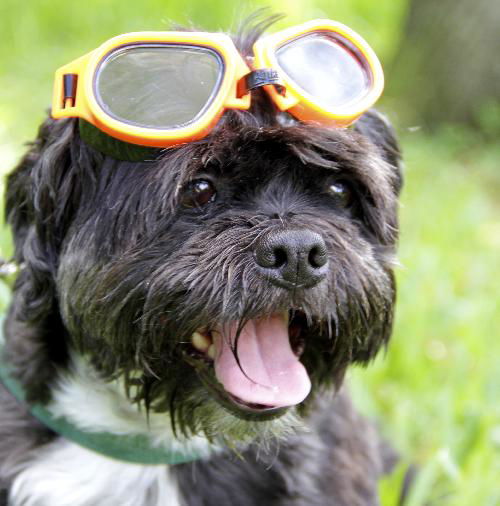 Winston the Shih Tzu