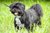 Winston the Shih Tzu