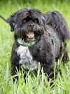 Winston the Shih Tzu