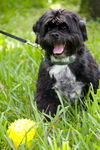 Winston the Shih Tzu