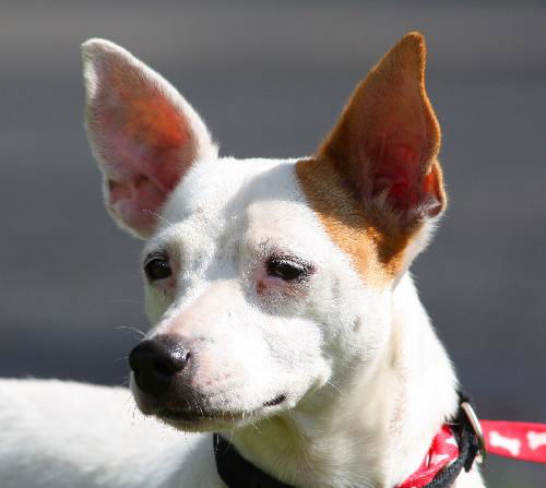 Sanjay the Interstate Dog