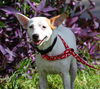 Sanjay the Interstate Dog