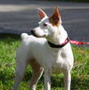Sanjay the Interstate Dog