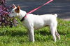 Sanjay the Interstate Dog
