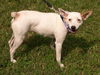 Sanjay the Interstate Dog