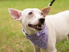 Sanjay the Interstate Dog