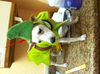 Sanjay the Interstate Dog