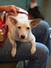 Sanjay the Interstate Dog