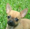 Gia the Chi puppy