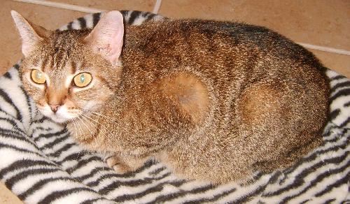 Thelma the Brown Tabby