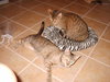 Thelma the Brown Tabby