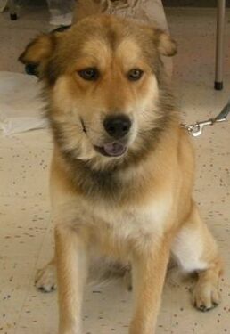 Charley the Husky