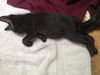 Buster the Cuddly Kitten