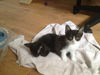 Buster the Cuddly Kitten