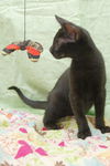 Buster the Cuddly Kitten