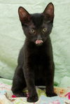 Buster the Cuddly Kitten