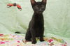 Buster the Cuddly Kitten